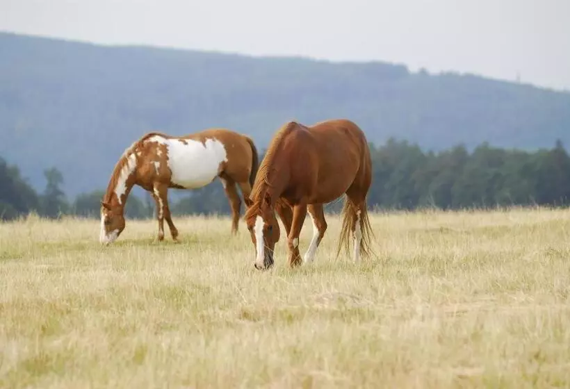ペンション Penzion U Strakatého Koně