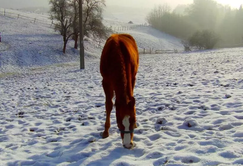 ペンション Penzion U Strakatého Koně