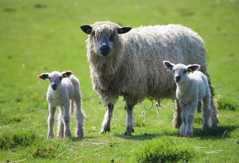 ホテル Elmfield House