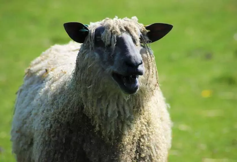 ホテル Elmfield House