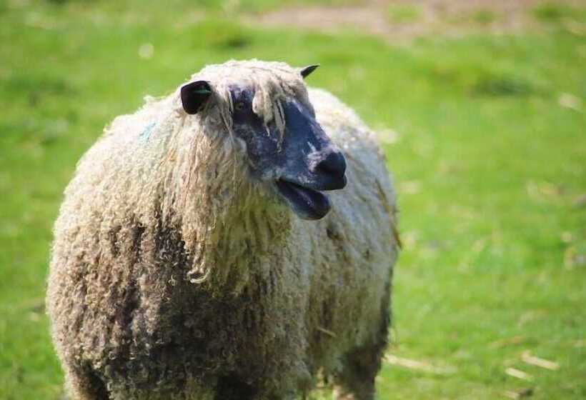 Отель Elmfield House