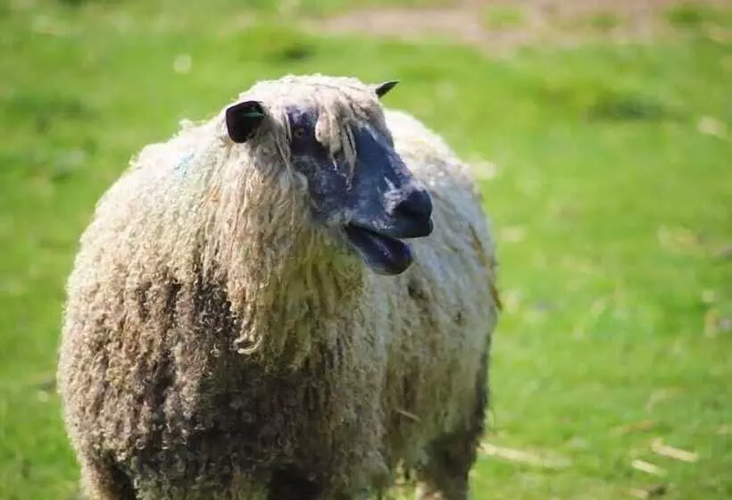 ホテル Elmfield House