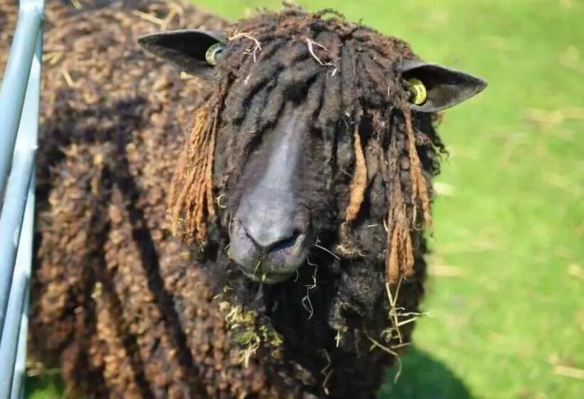 ホテル Elmfield House