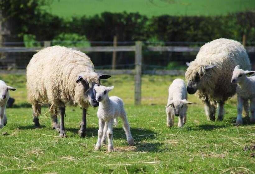 Отель Elmfield House