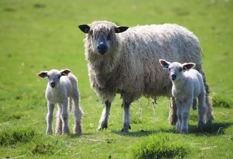 ホテル Elmfield House