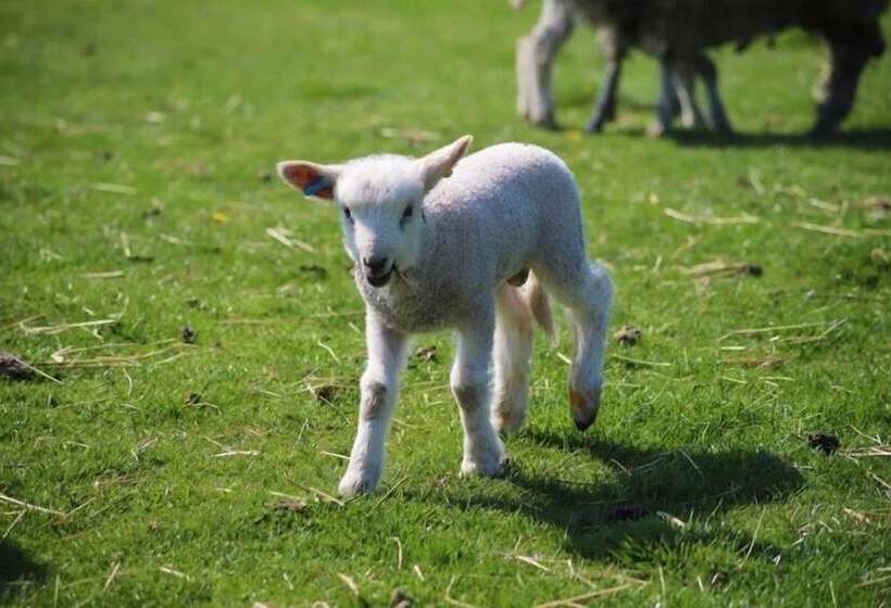 Отель Elmfield House