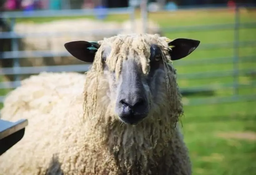 ホテル Elmfield House