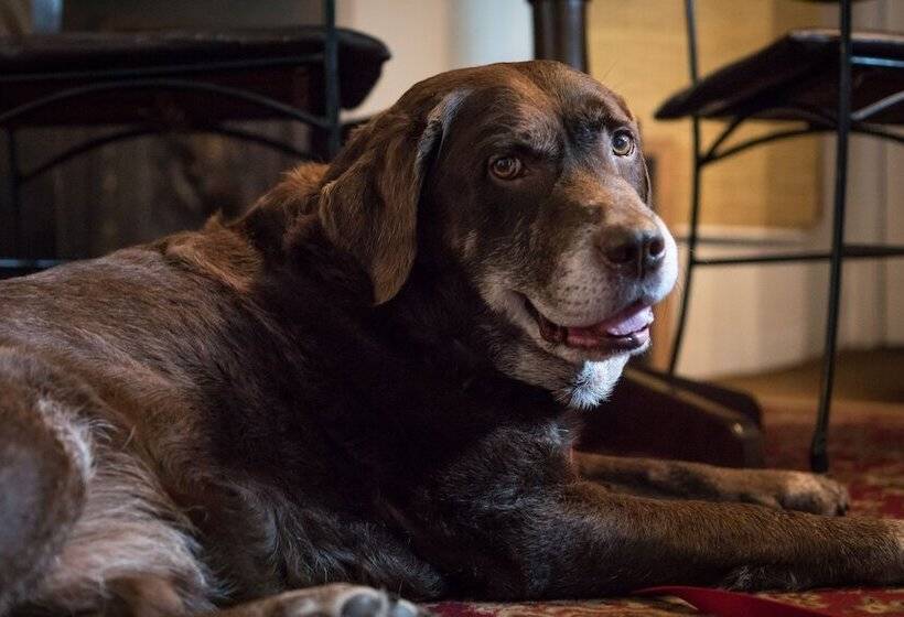 ホテル Lifton Hall