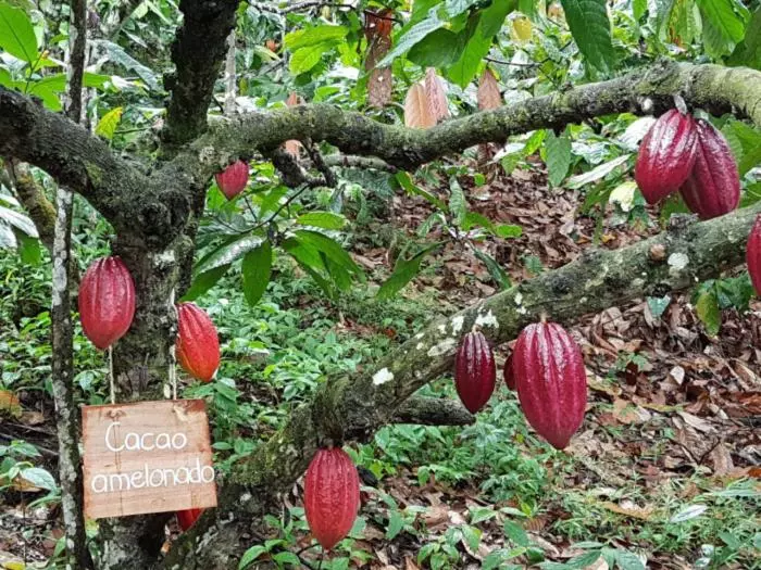 Hotelli Boutique Quinta Tibigaro