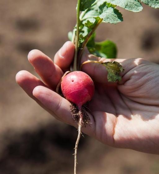 호텔 Hacienda San Andrés