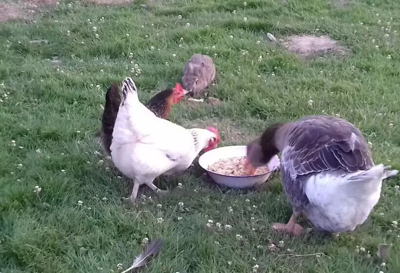 ペンション La Parisiere