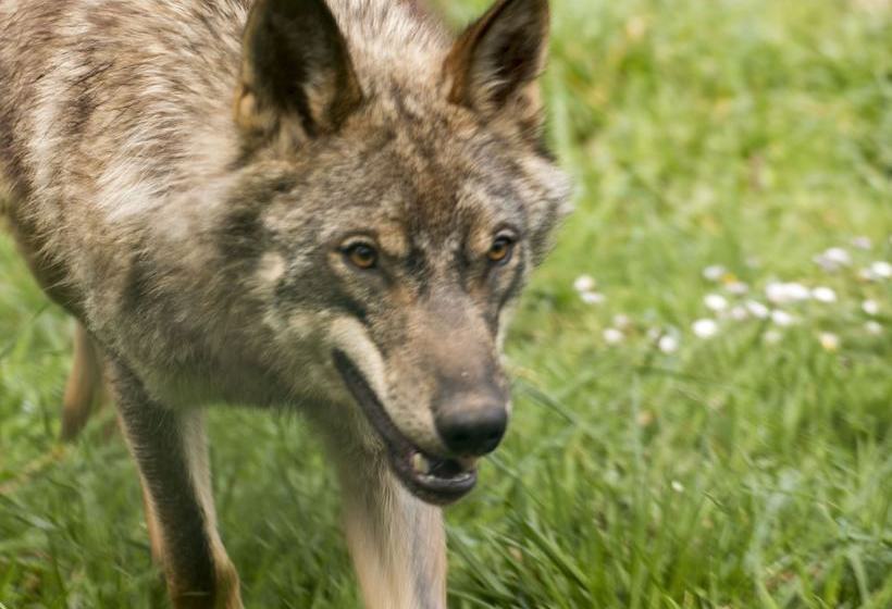 La Casina Llena De Amor