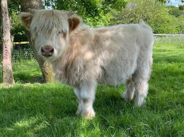 호텔 Coltsfoot Country Retreat