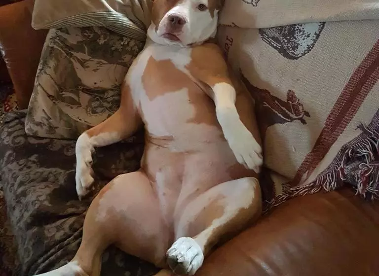 ペンション Skogsbrynet B&b, Bredsjö Nya Herrgård