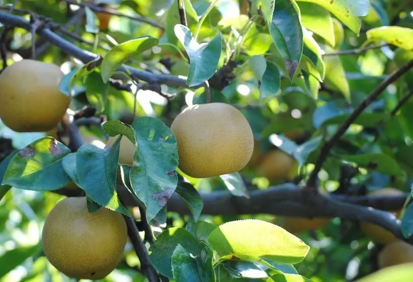 Hotelli Kajitsu No Mori