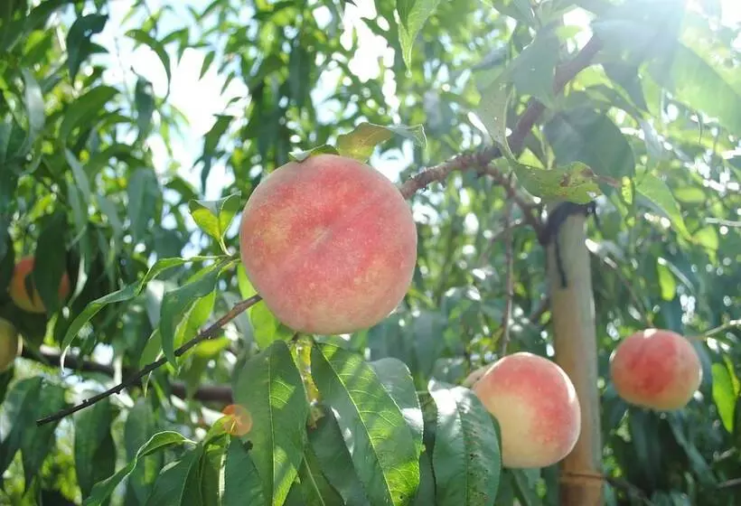 Hotelli Kajitsu No Mori