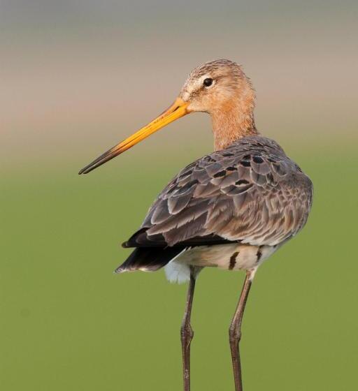 Bed And Breakfast Simmerwille