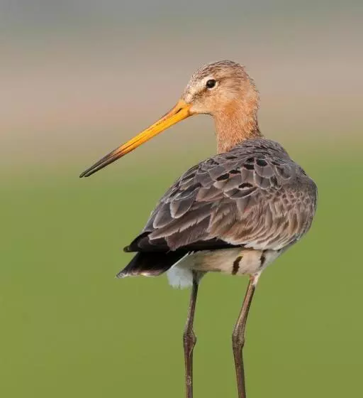 Bed And Breakfast Simmerwille