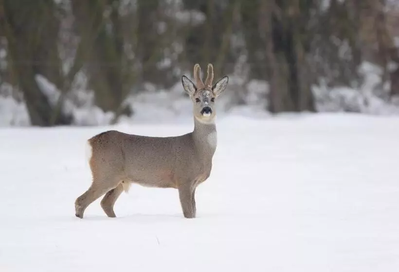 Bed And Breakfast Simmerwille