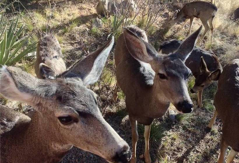 Mama Bears Den Two Bedroom Cabin