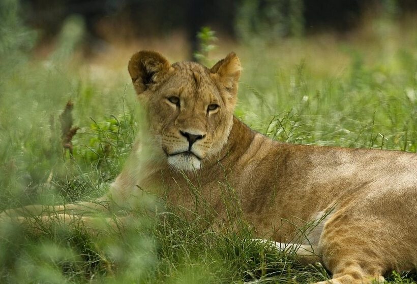 Dyreparken Safarihotell