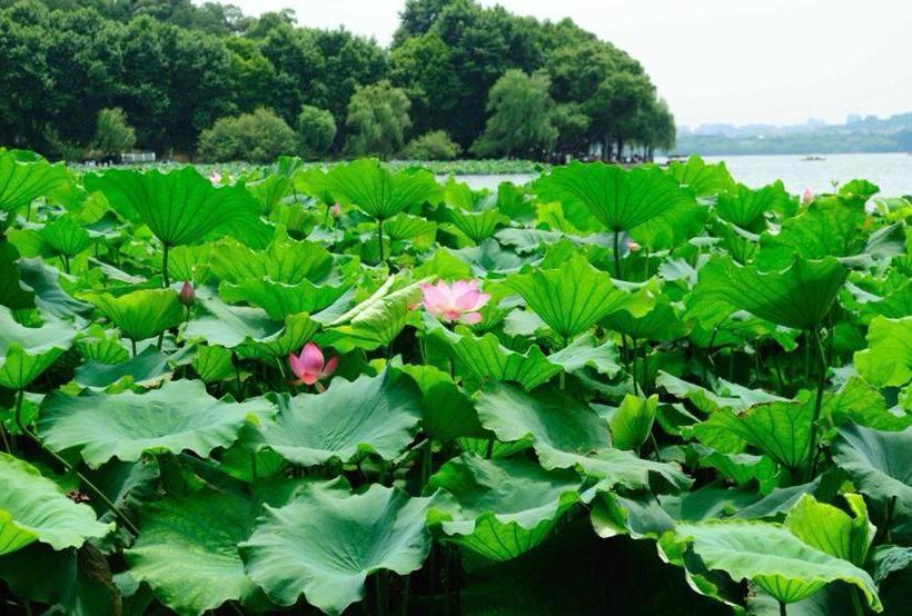 فندق 7days Premium Hangzhou West Lake Cultural Square Subway Station