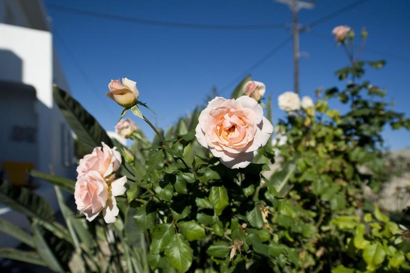 בית מלון כפרי Tsakanos Apartments