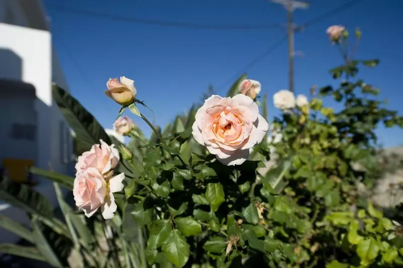 ホテル Tsakanos Apartments