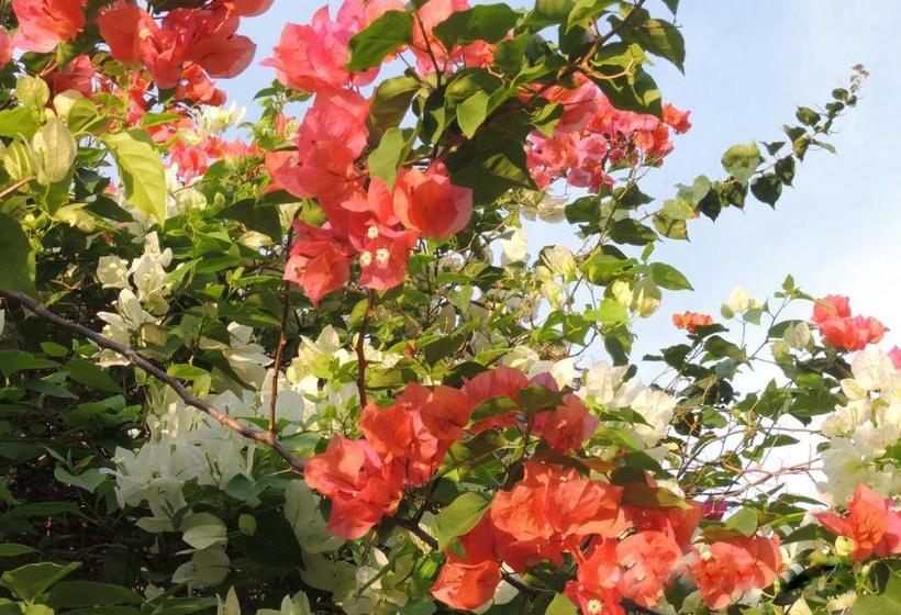 膳宿费 Royal Tourist Lodge