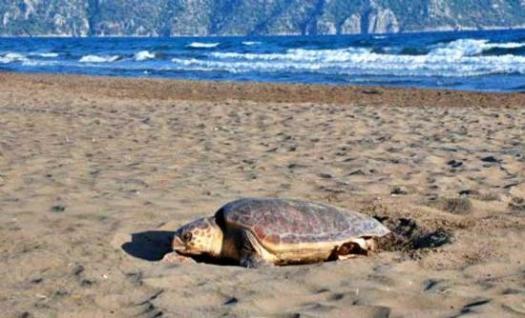 Central Park Otel Adult Only