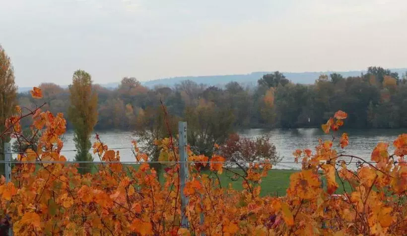 ホテル Rheinblick Hattenheim Boutique Art Gästehaus