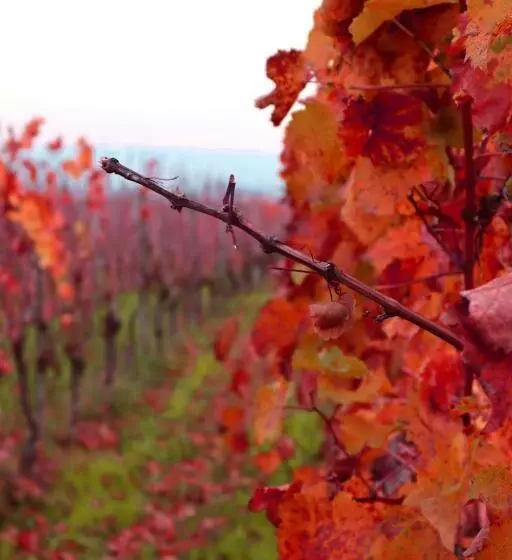 ホテル Rheinblick Hattenheim Boutique Art Gästehaus