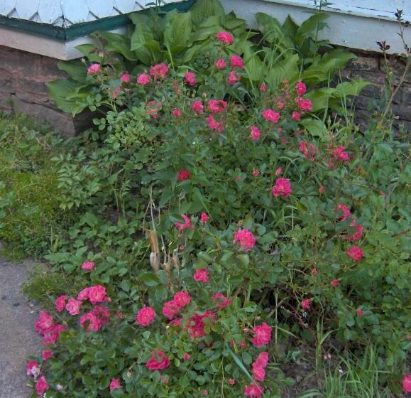 בית מלון כפרי Antique Rose Inn Windham