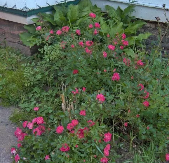 בית מלון כפרי Antique Rose Inn Windham