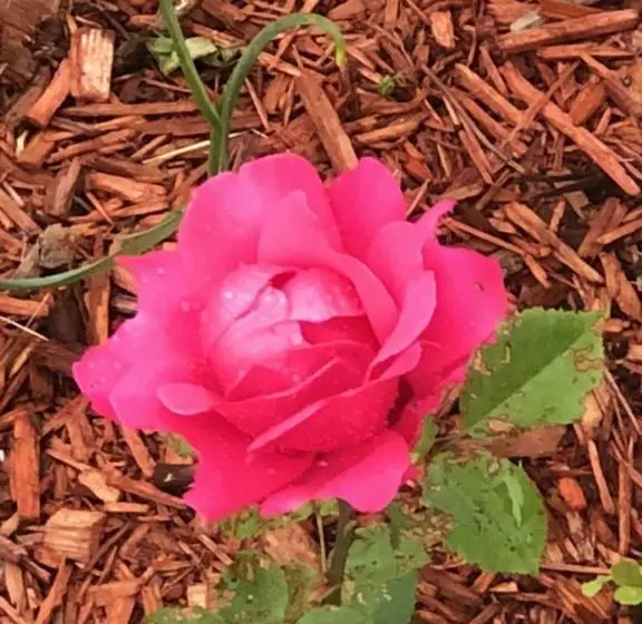 בית מלון כפרי Antique Rose Inn Windham