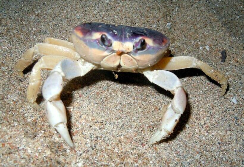 הוסטל Posada Brisa Marina