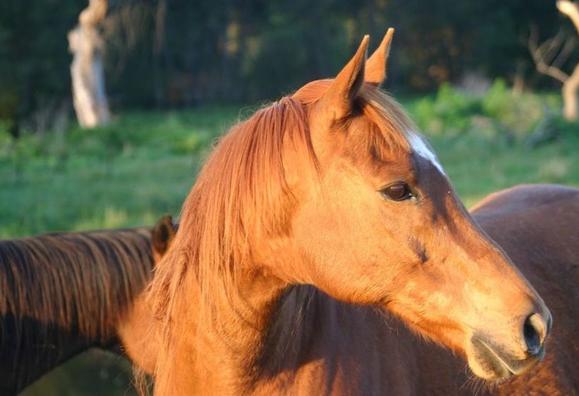 ベッドアンドブレックファースト Riverhouse At Howqua Dale