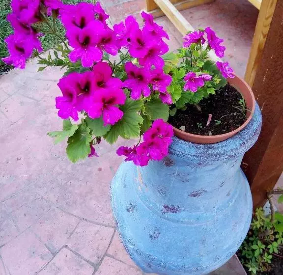 Hotelli Alba Family Club