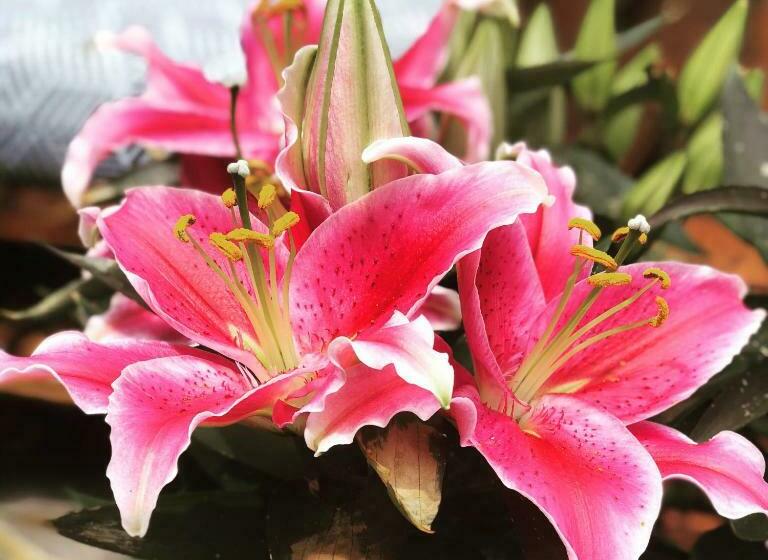 هتل Chalet Madrisa