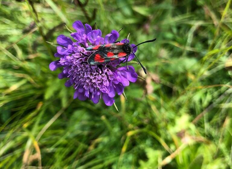 هتل Chalet Madrisa