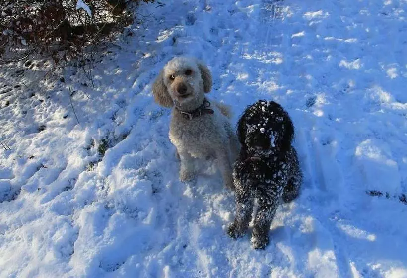 Aamiaismajoitus (B&B) Burnroy House