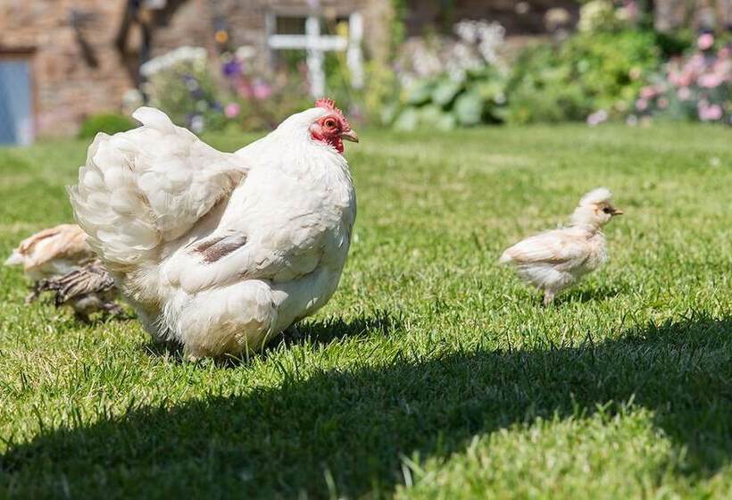 The Graig B&b Ludlow