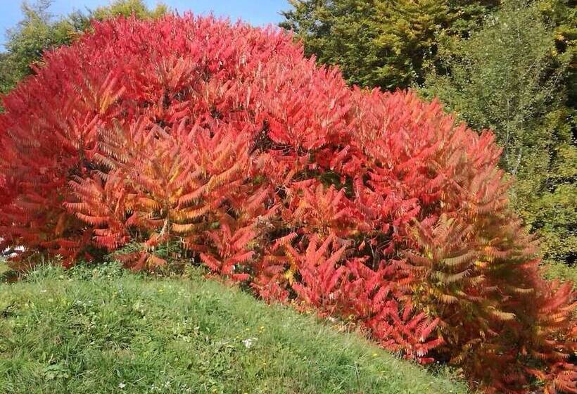 ホテル Albergo Miramonti La Pozza