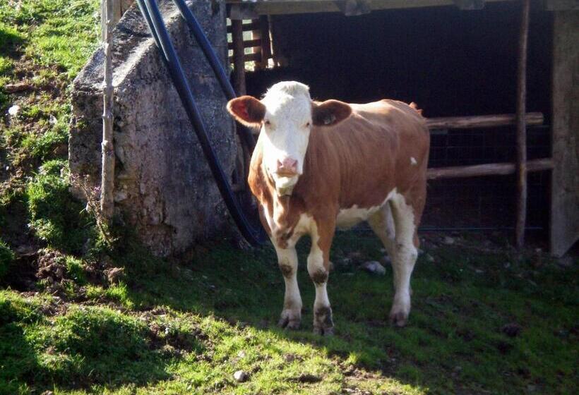 Haus Lechner Apartments
