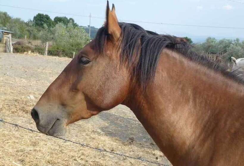 فندق Bio Agriturismo Poggio Aione