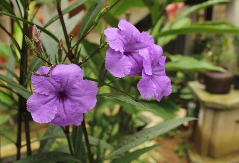 호텔 Pousada Ponte Branca