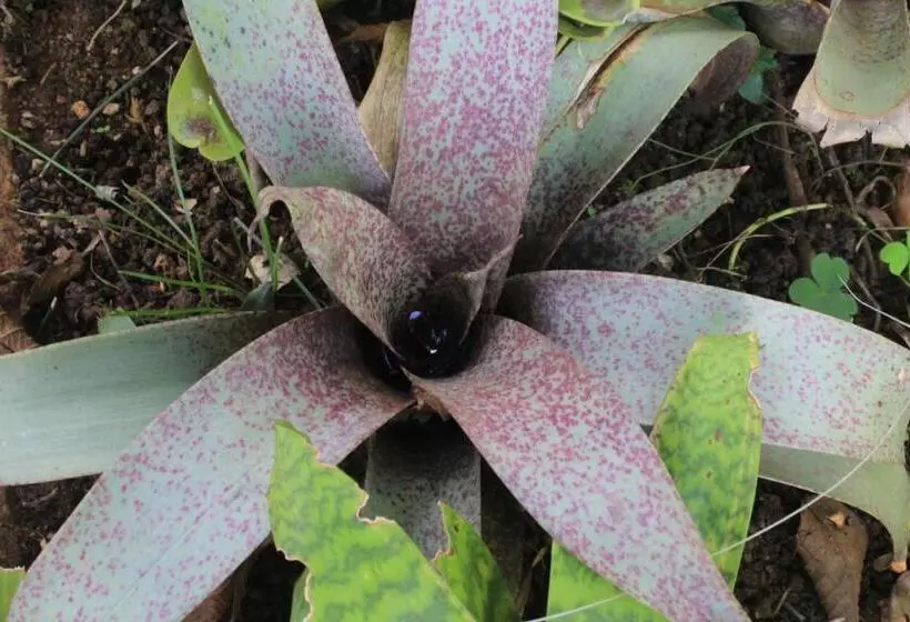 Hotelli Pousada Ponte Branca