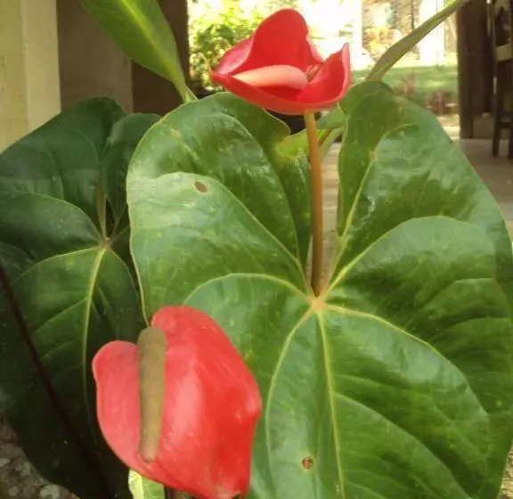 Hotelli Pousada Ponte Branca