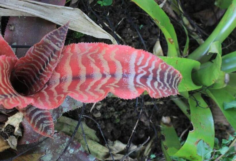 호텔 Pousada Ponte Branca