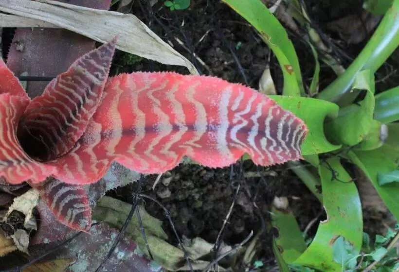 Hotelli Pousada Ponte Branca